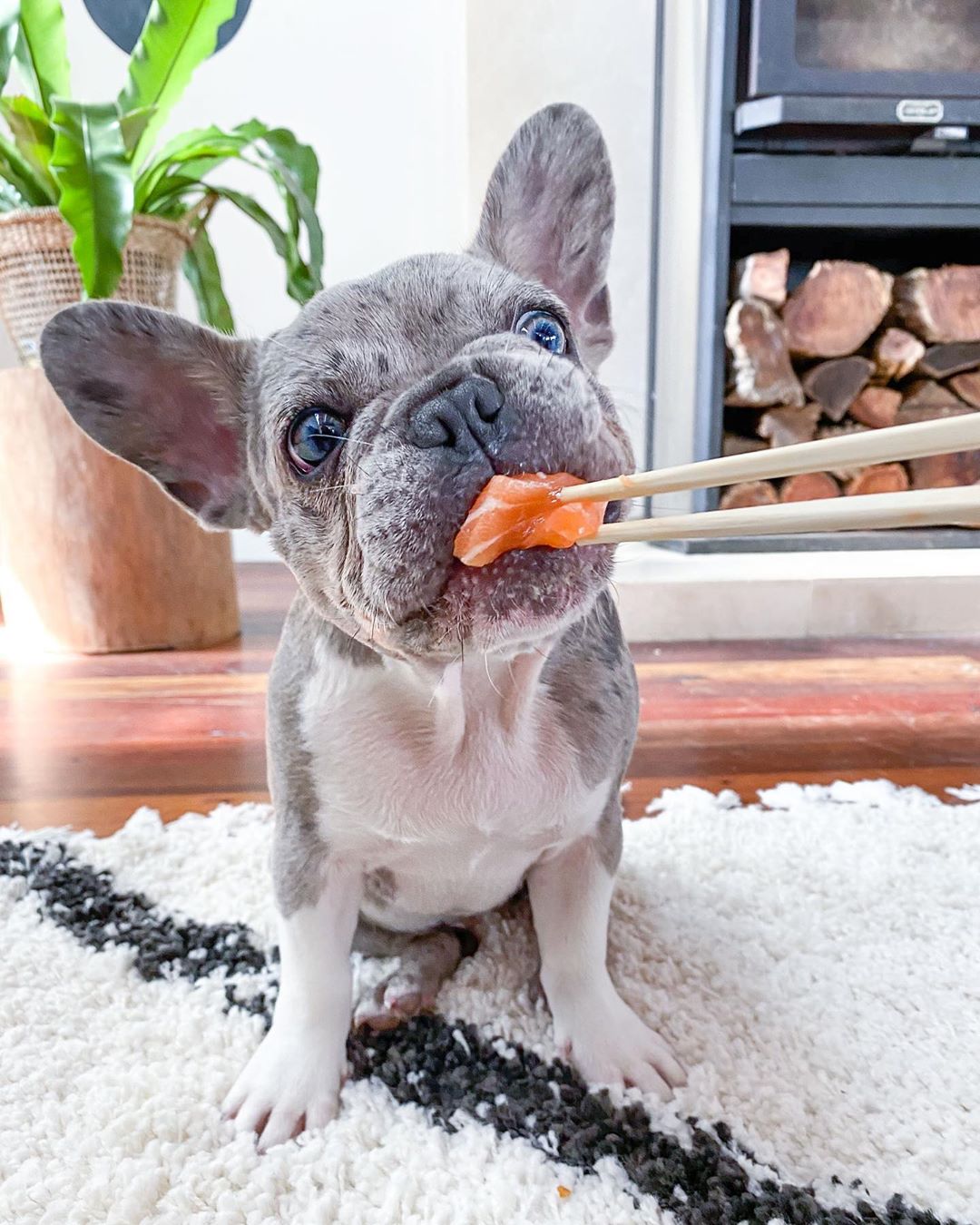 Teacup French bulldog Puppies for sale Near Me TEACUP