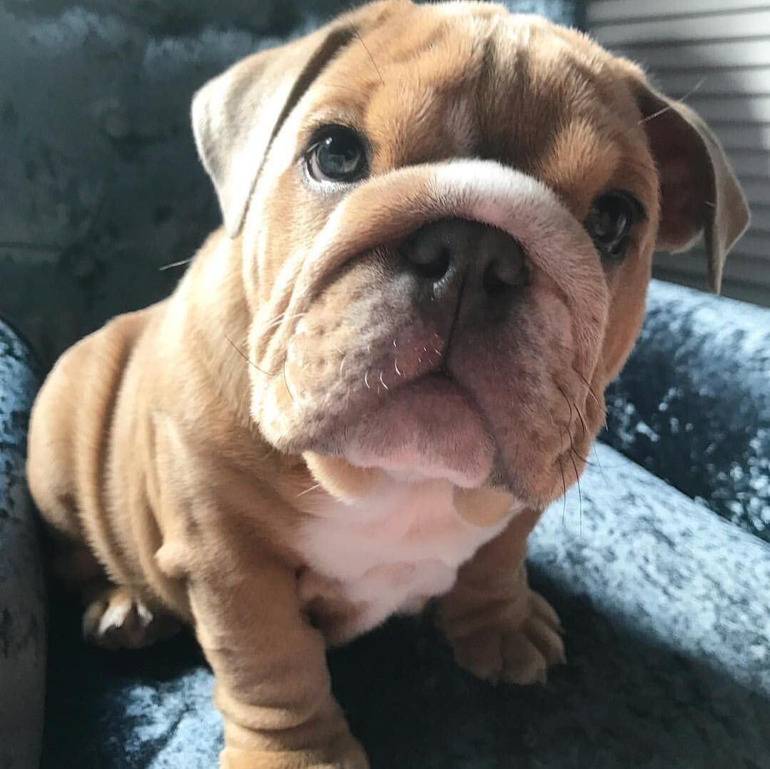 Available Puppies TEACUP ENGLISH BULLDOG PUPPIES FOR