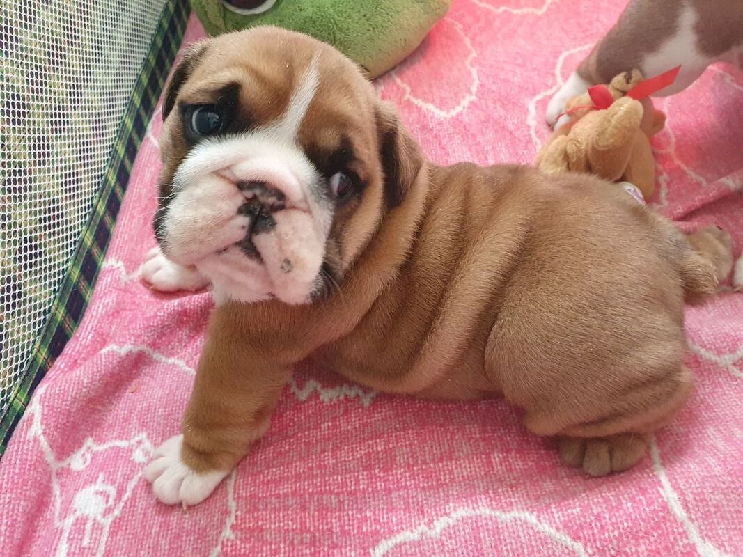 51 HQ Photos Miniature Bulldog For Sale Pa How To Stay Away From Scam 